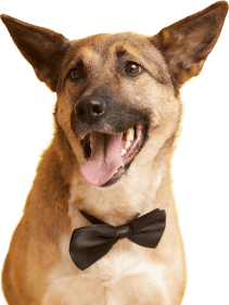 Pet Dog Image