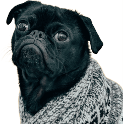 Pet Dog Image