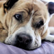Pet Care Services
