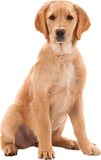 Pet Dog Image