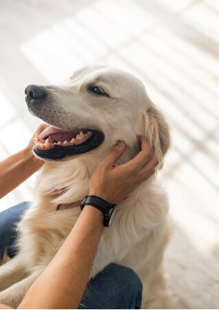 Pet Service