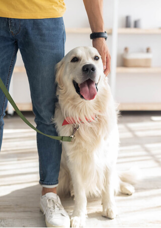 Pet Service